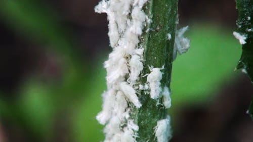 Flatidae Planthopper White Fluffy Insects Nymps