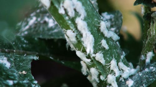 Flatidae Planthopper White Fluffy Insects Nymps