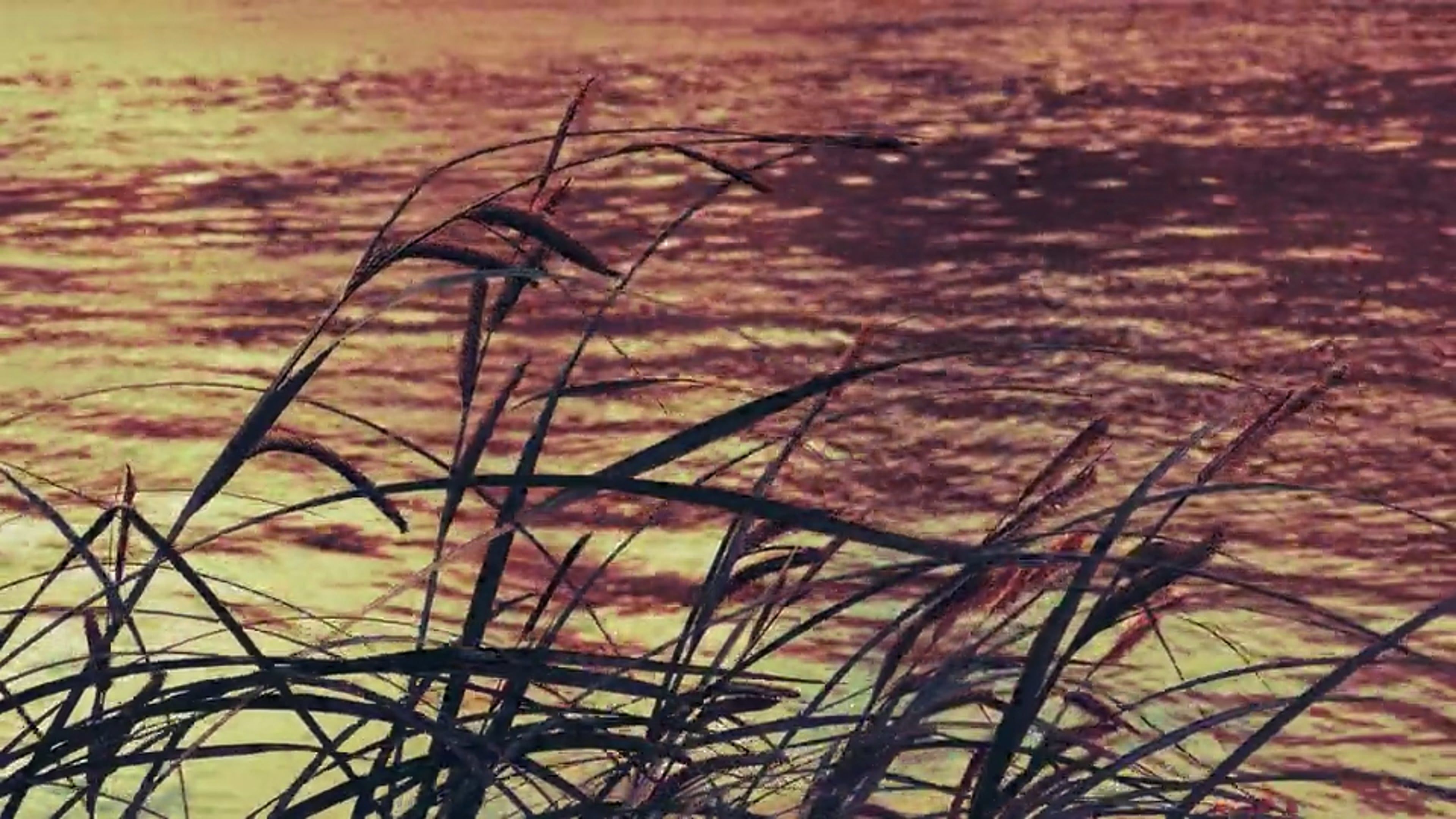 A sunset over the water with tall grass Free Stock Video Footage ...