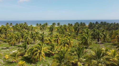 Palm Trees by the Sea in Yucatán, México