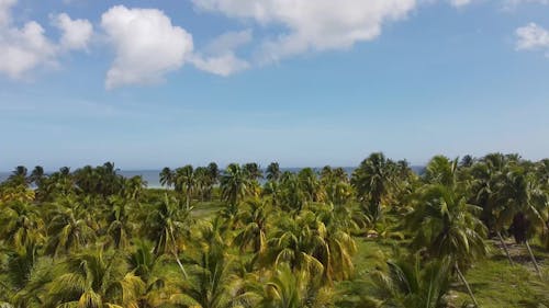 Drone Video of Palm Trees by the Sea in Yucatán, México