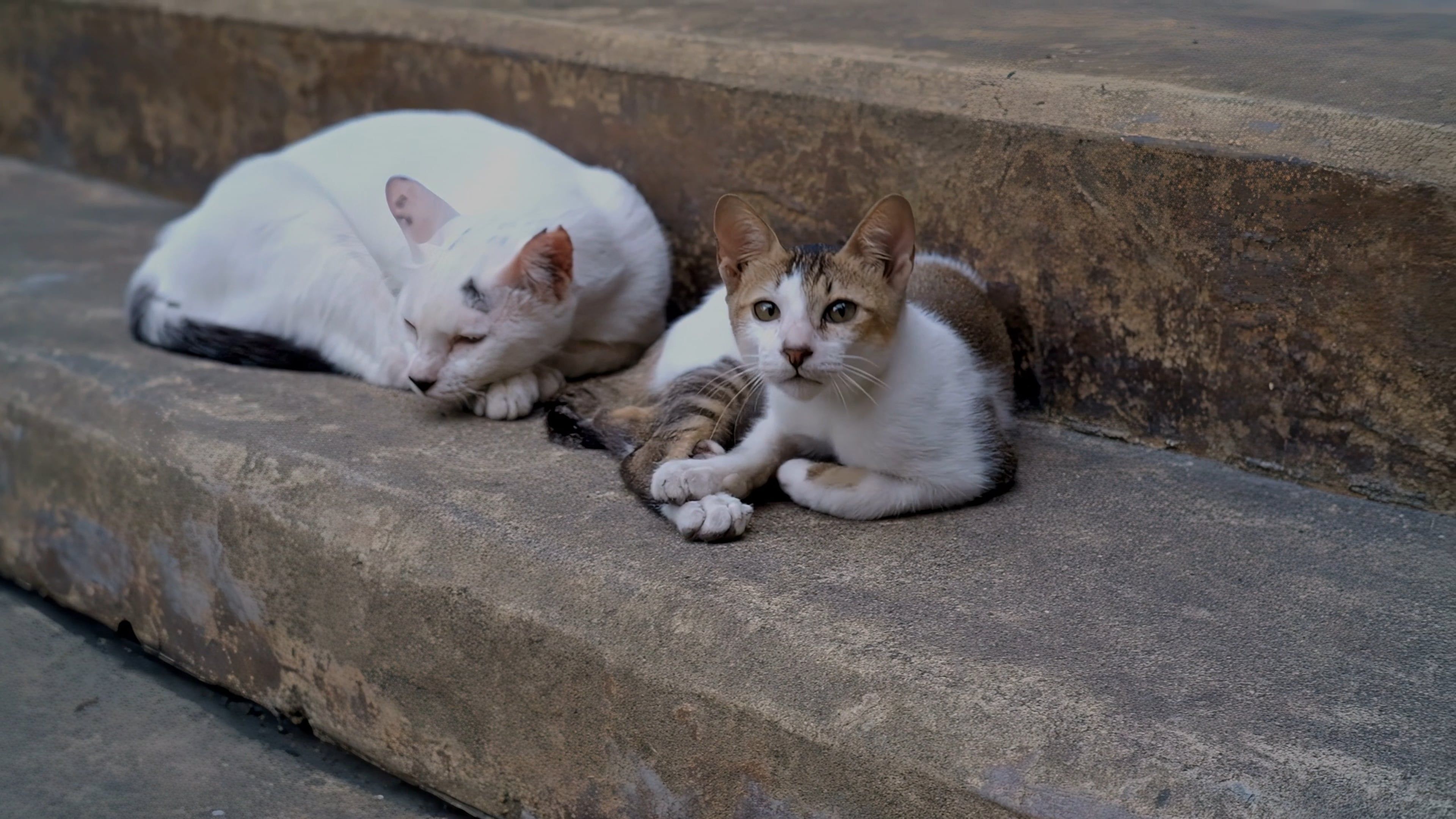Three cats laying on the steps of a building Free Stock Video Footage ...