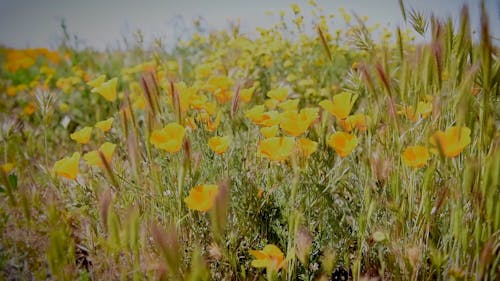 Wildflowers at Carrizo Plain National Monument
