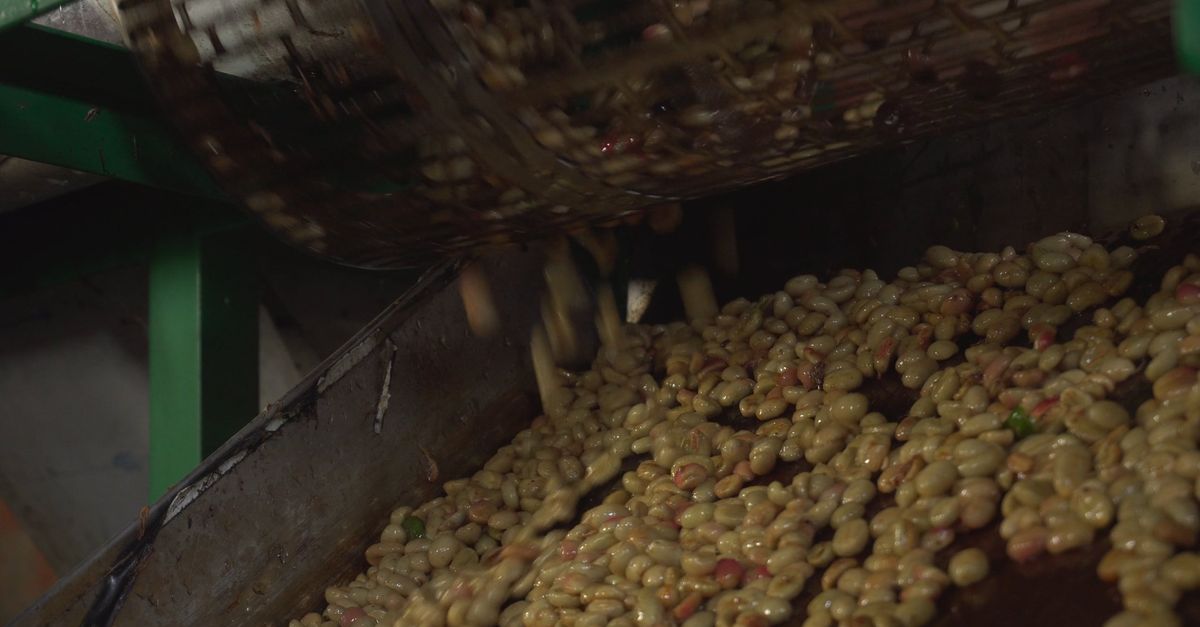 Machine Make Bean A machine is making beans in a factory Free Stock Video Footage ...