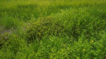 草原免费下载视频素材高清视频视频素材