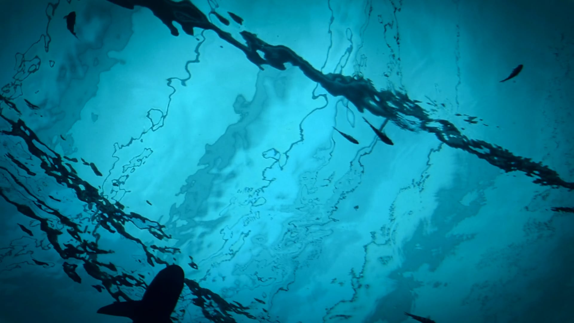 Shark swimming in deep blue water