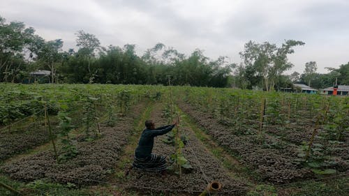 A Man Working at a Plantation 