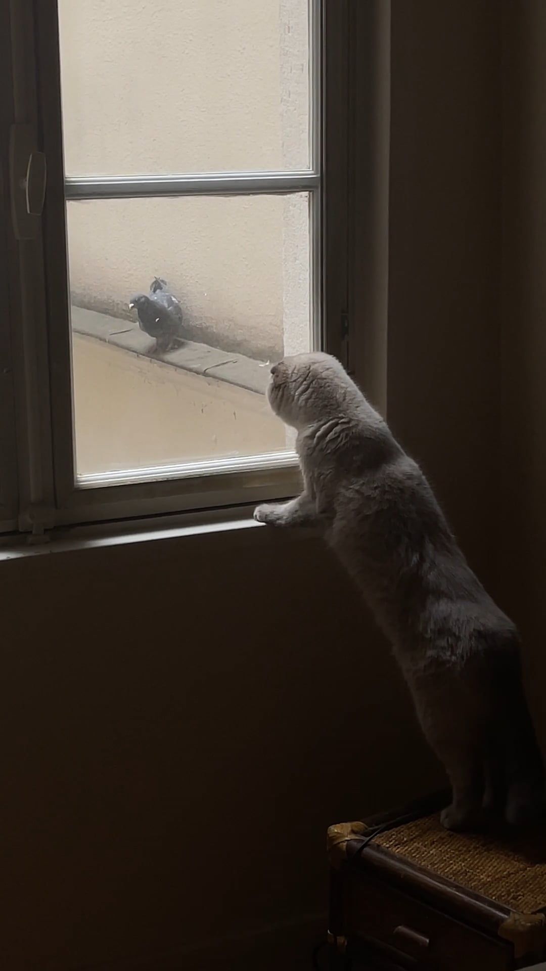 A cat looking out the window at a bird Free Stock Video Footage ...
