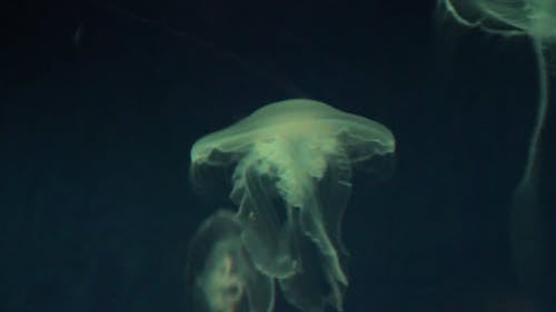 水下的水母，背景顏色不斷變化