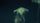 sea animals