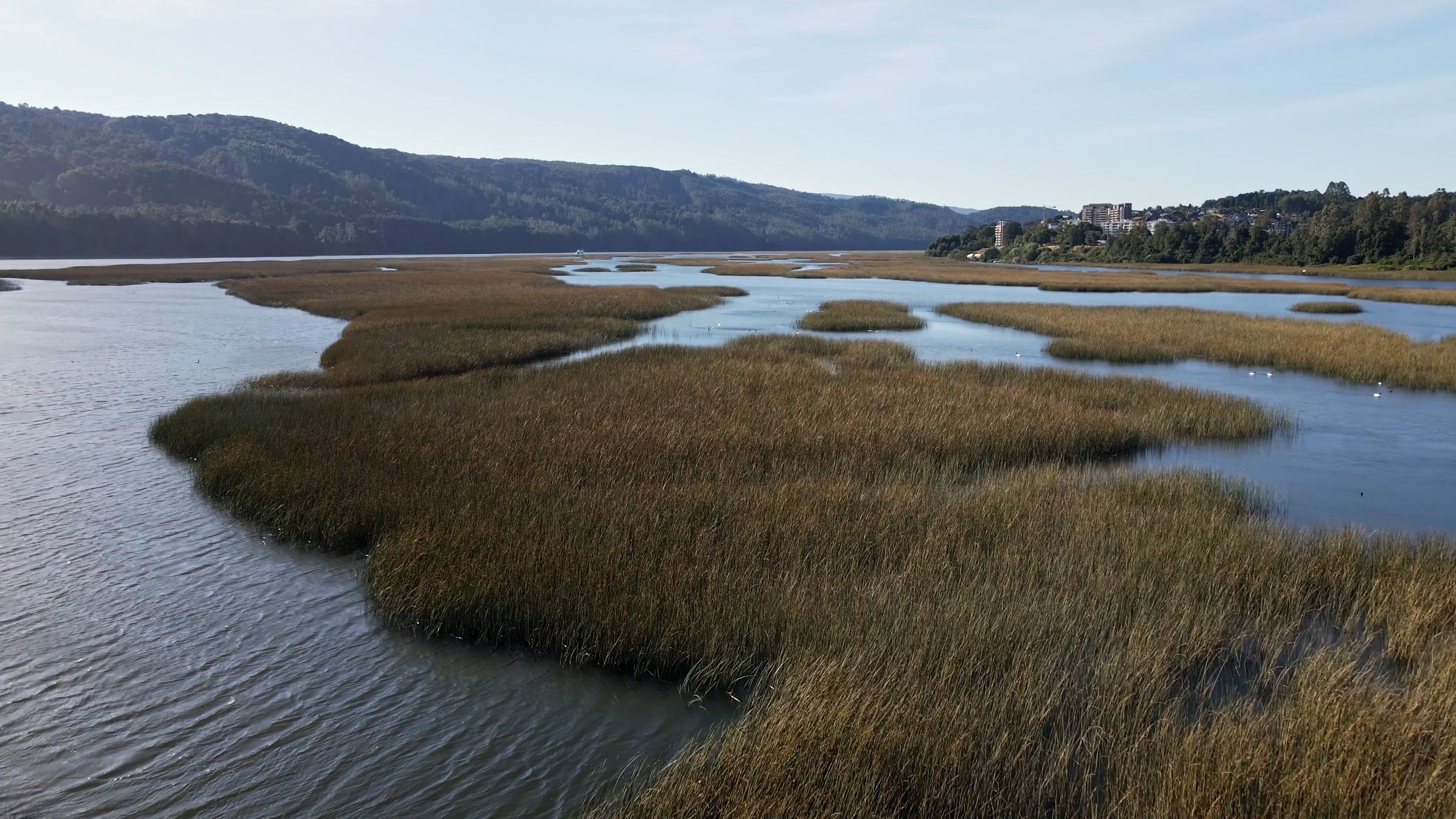 A Marshy Area With Grass And Water Free Stock Video Footage Royalty 