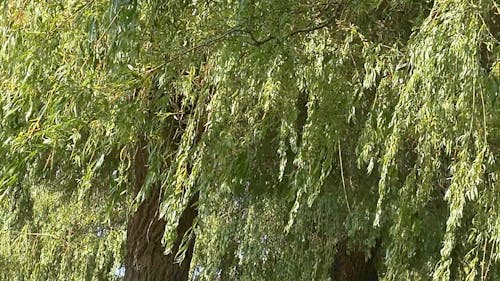 Willow Tree In The Breeze