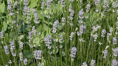 Small Flowers In The Breeze