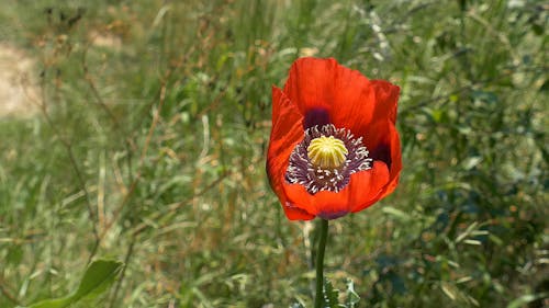 Red Opium Poppy Flower