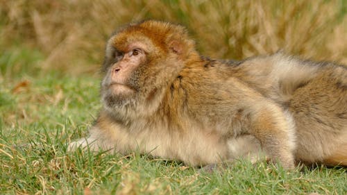 Barbary Macaque Monkey