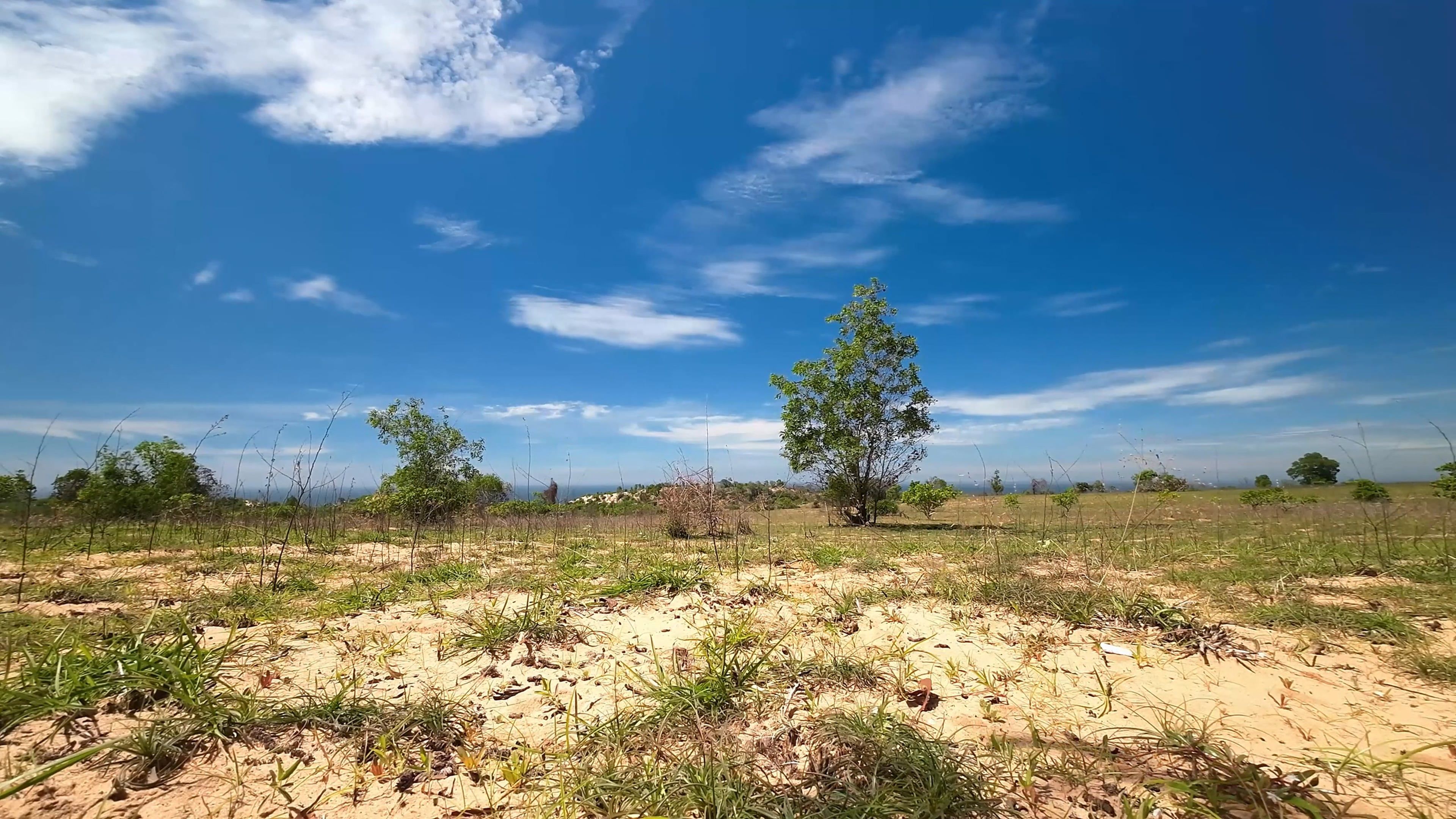 A field with trees and grass under a blue sky Free Stock Video Footage ...