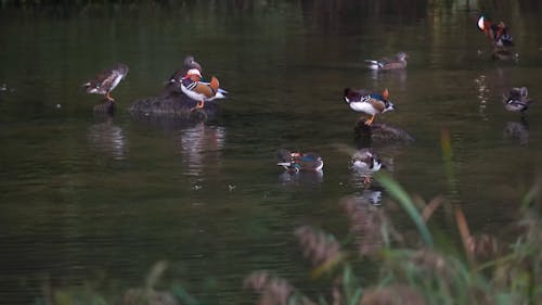 Mandarin Ducks on a Lake 