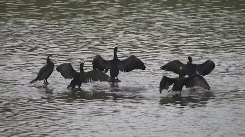 A Gulp of Cormorants Spreading their Wings 