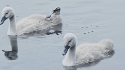 Cygnets Swimming on a Lake 