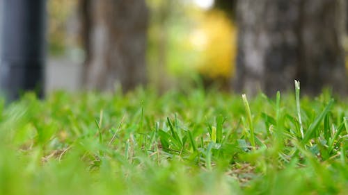 風の強い日の草のセレクティブフォーカスビデオ