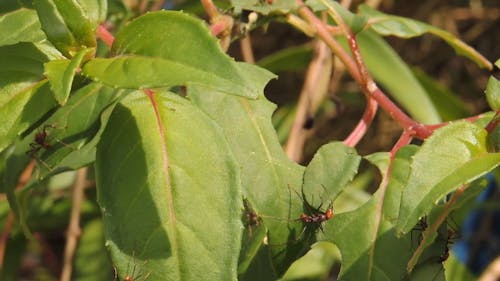 A Group of Ants Cutting the Leaves of a Plant 