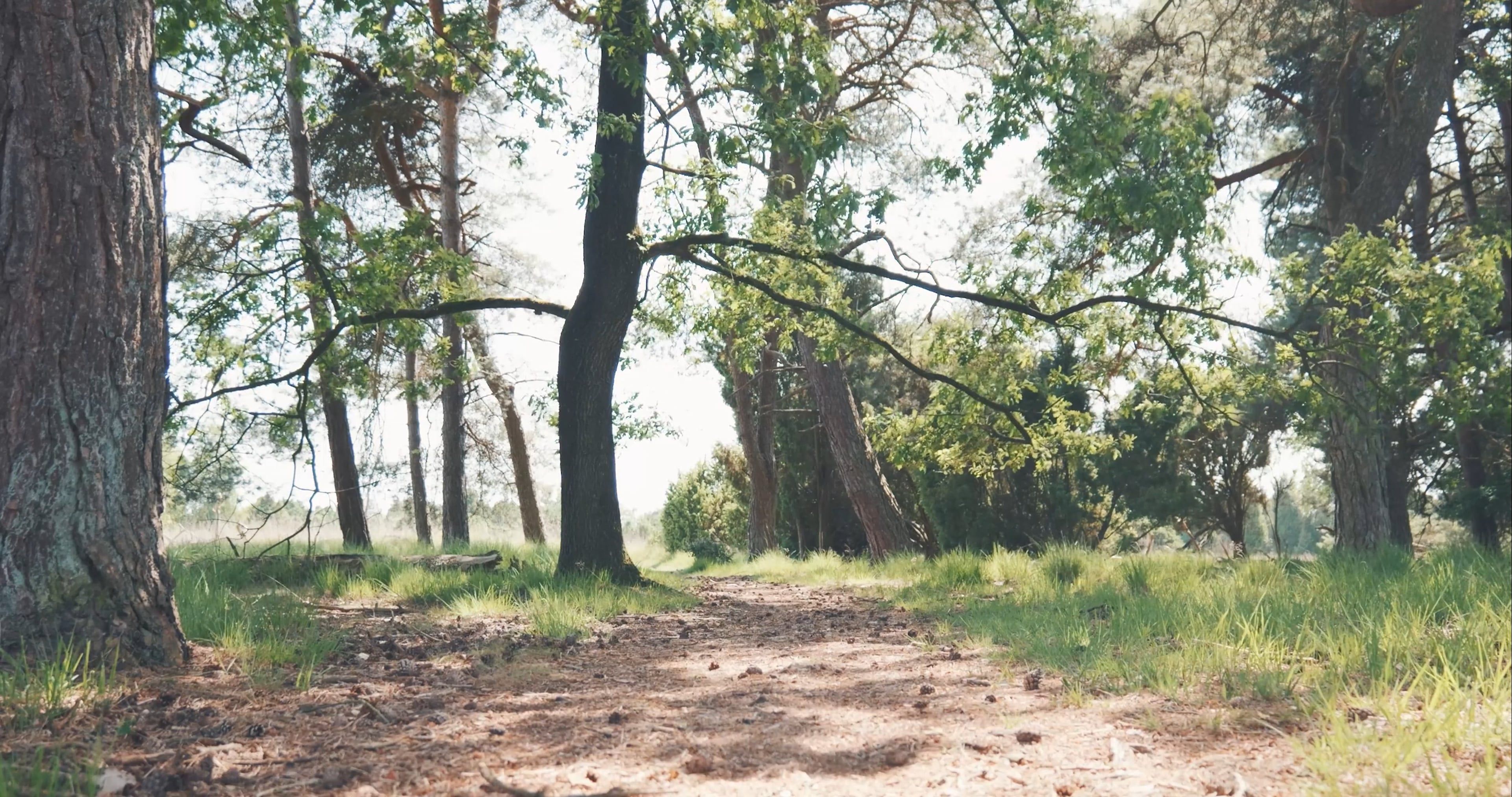 A dirt path in the woods with trees Free Stock Video Footage, Royalty ...