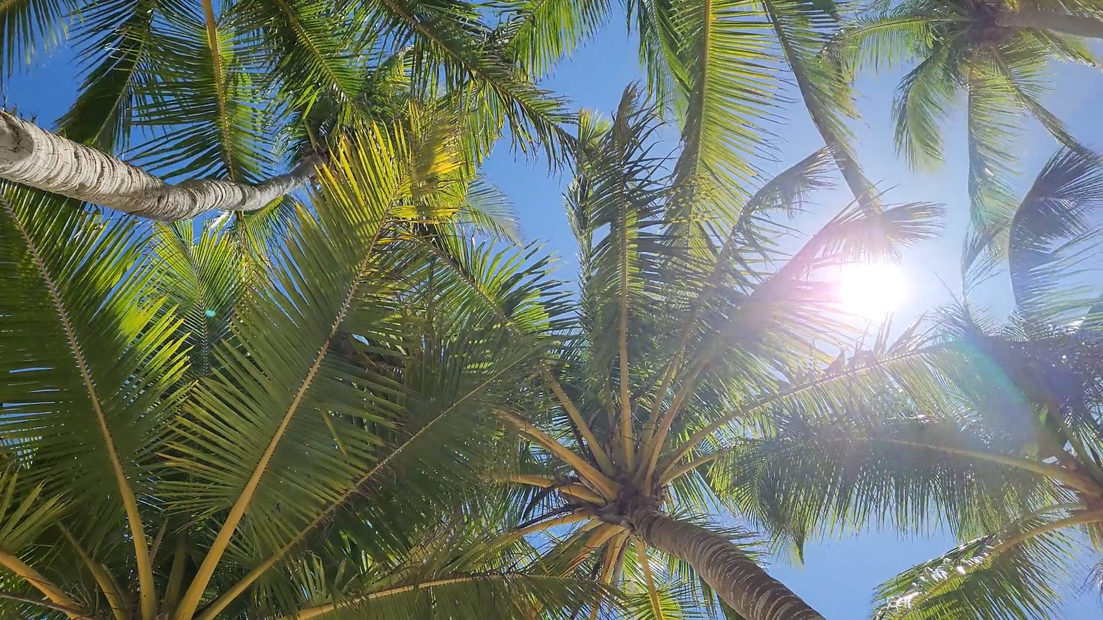 Isi Kelapa Videos, Download The BEST Free 4k Stock Video Footage & Isi ...