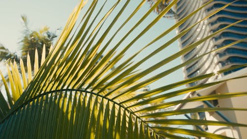 Slow-Motion Video of Palm Leaves in the Wind