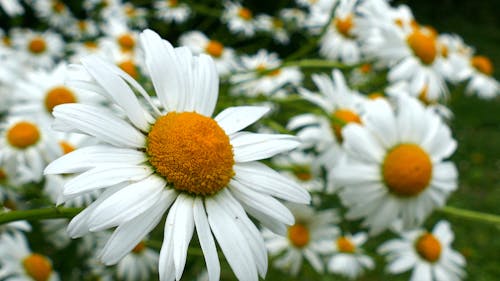 Daisies In The Breeze