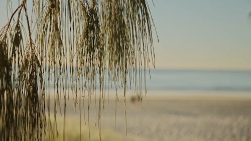 Coastal Flora: Beach View through Leaves