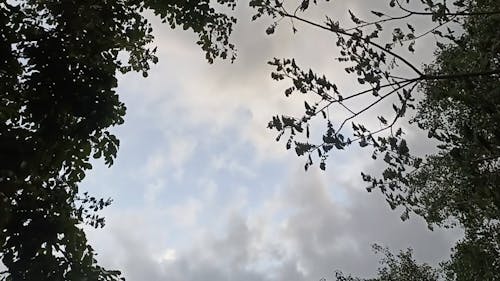 Clouds in the trees