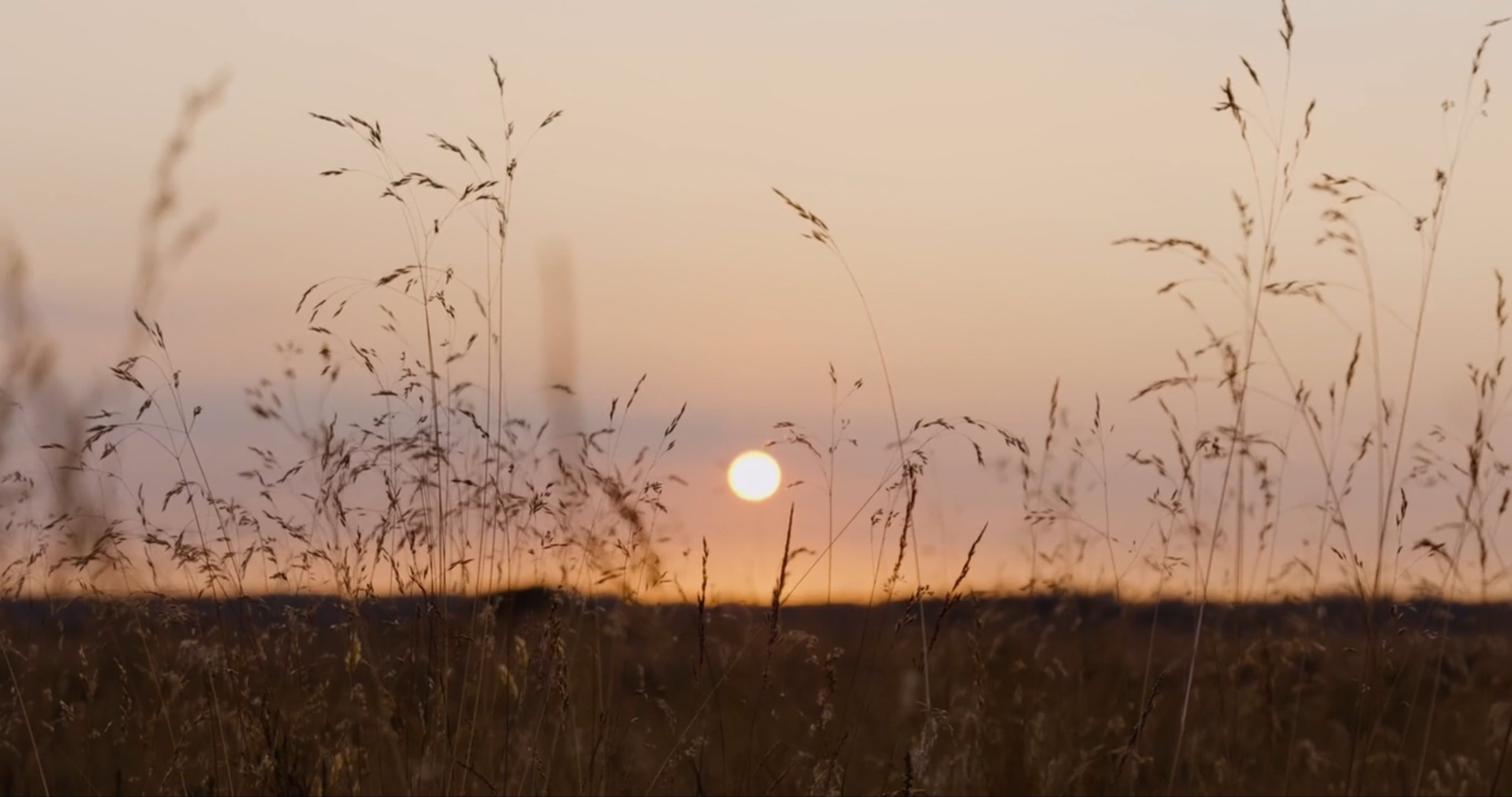 The sun setting over a field of tall grass Free Stock Video Footage ...