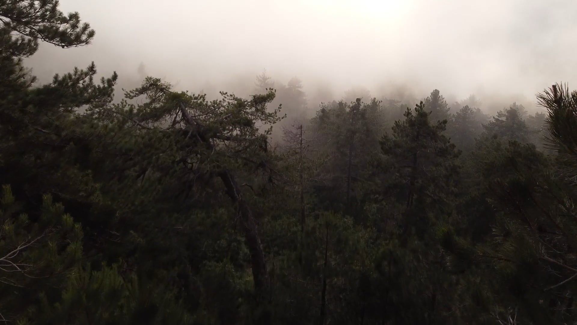a foggy forest with trees and fog 17428163 — free pexels stock footage