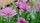 purple flowers