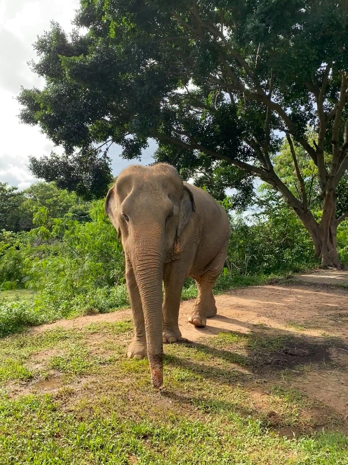 Video by Francesco Attilio Alice