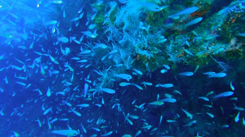 Underwater Footage of a Shoal of Fish Swimming in a Coral Reef