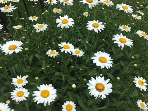 Daisies In The Garden