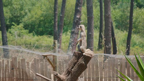 Standing Meerkat on a tree in a safari park