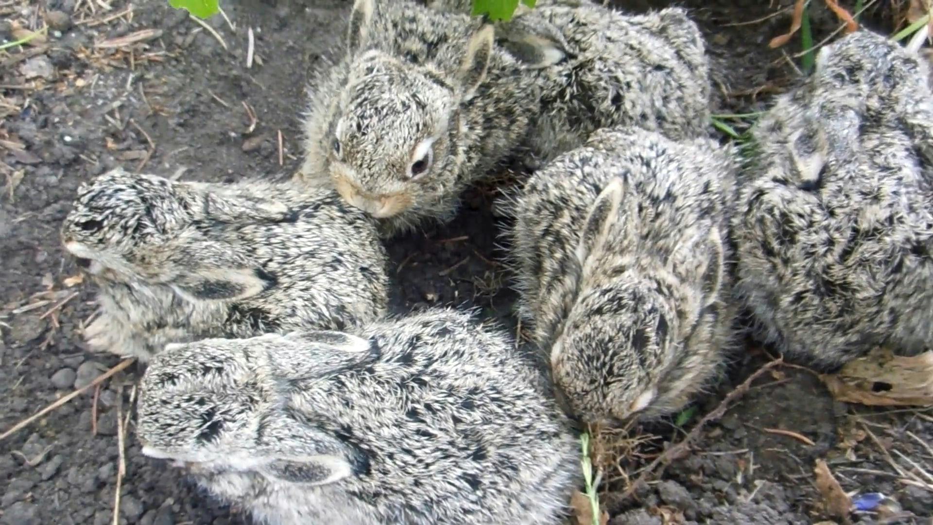 Cute Jackrabbit Babies Free Stock Video Footage, RoyaltyFree 4K & HD