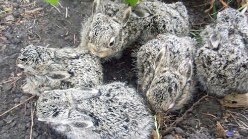 Lindos Bebés De Conejo