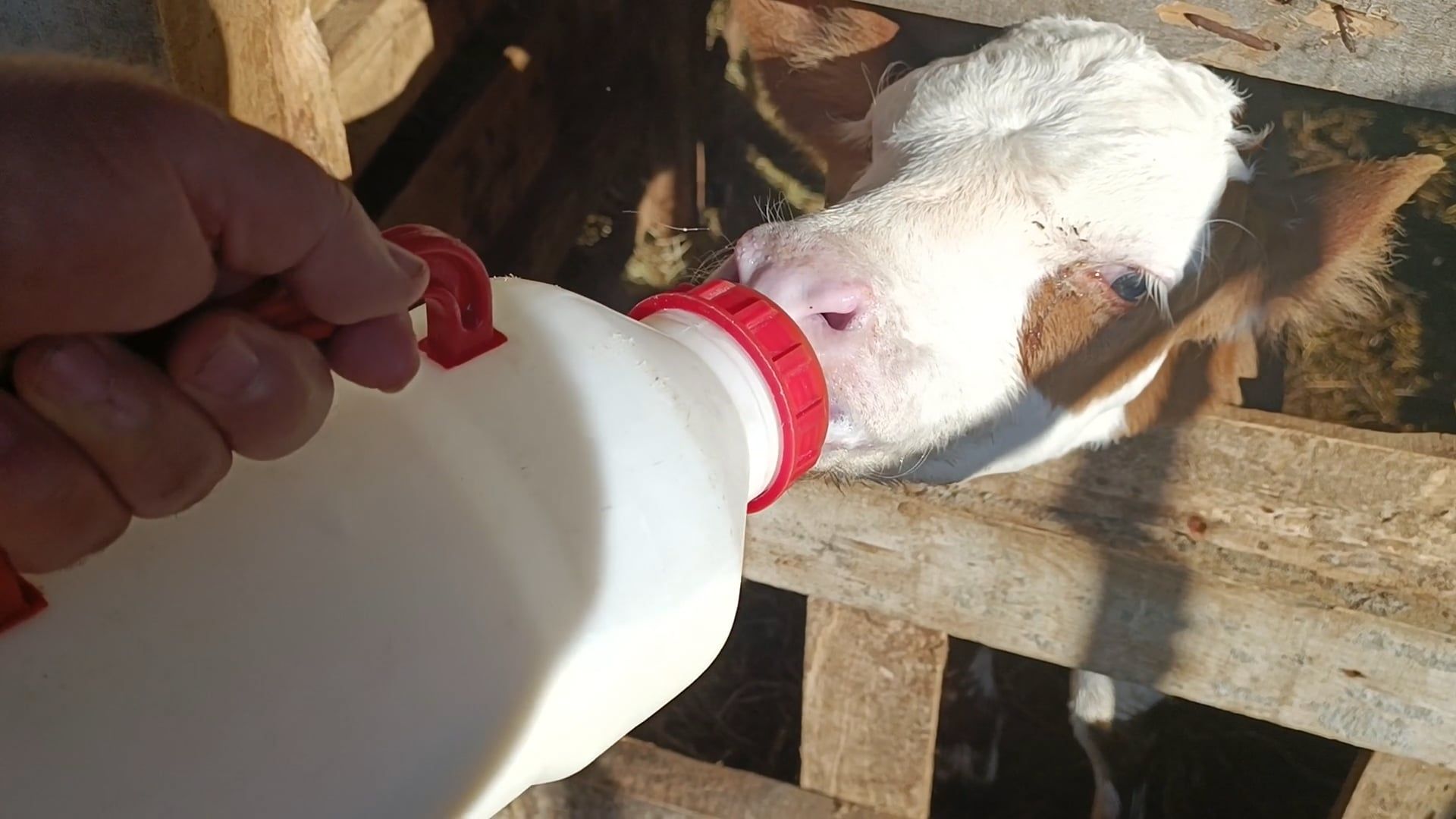 Dairy Farm video