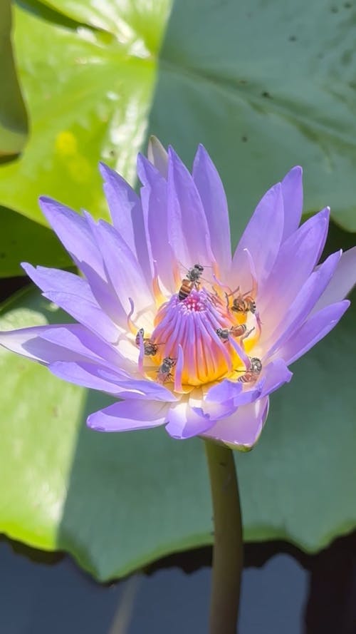 Bees on a Purple Lotus Flower
