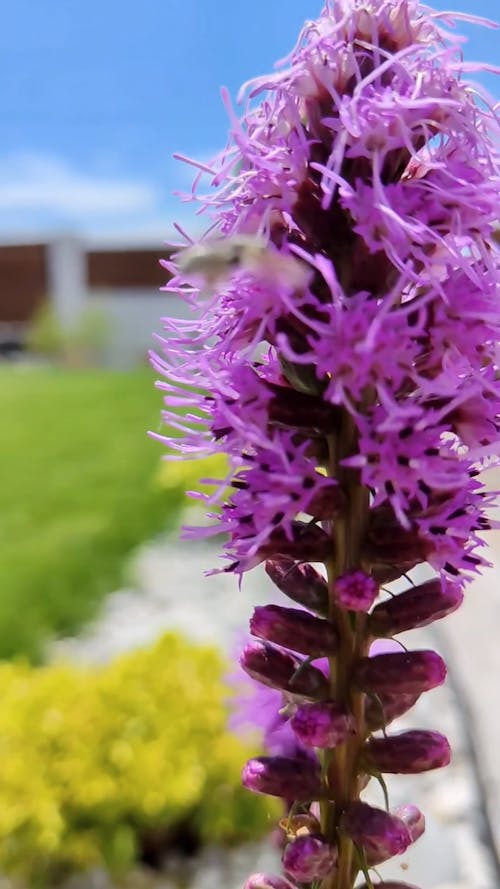 A Bee Pollinating a Blazing Star Flower