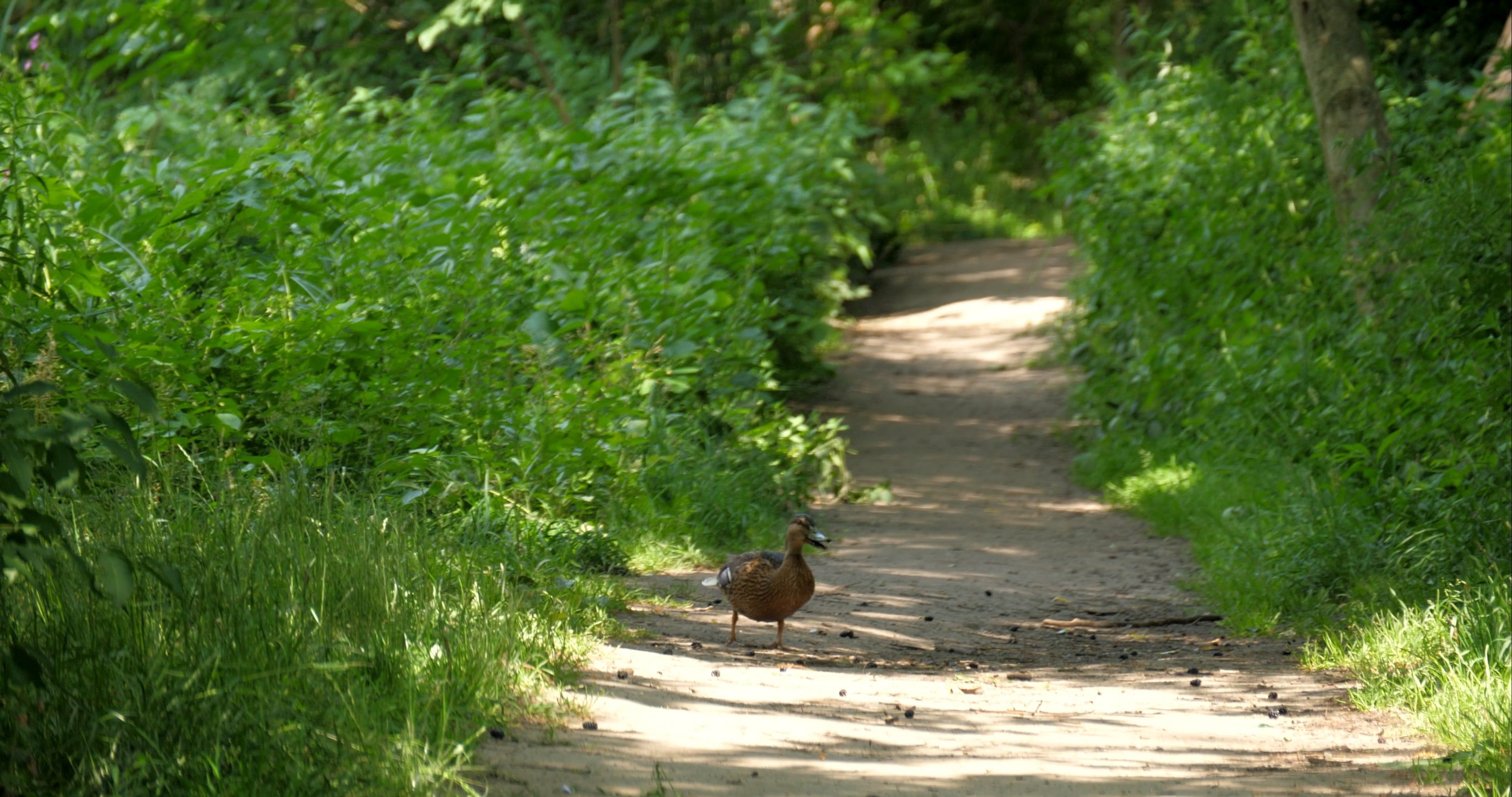 A duck walking down a path in the woods Free Stock Video Footage ...