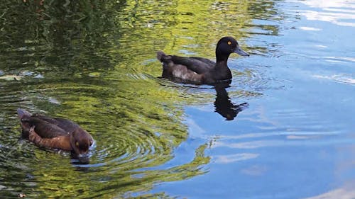 Walpole park Ealing London 