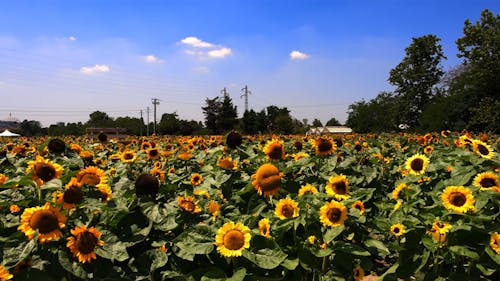 Sunflowers, the magic of an enchanted landscape