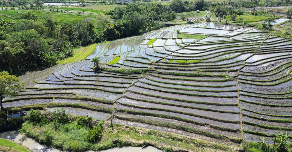 Rice Fields 1 Free Stock Video Footage, Royalty-Free 4K & HD Video Clip