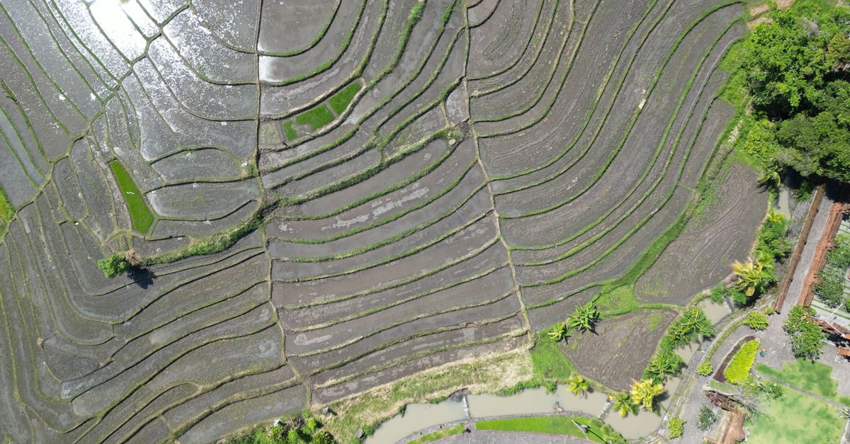Rice Fields 5 Free Stock Video Footage, Royalty-Free 4K & HD Video Clip