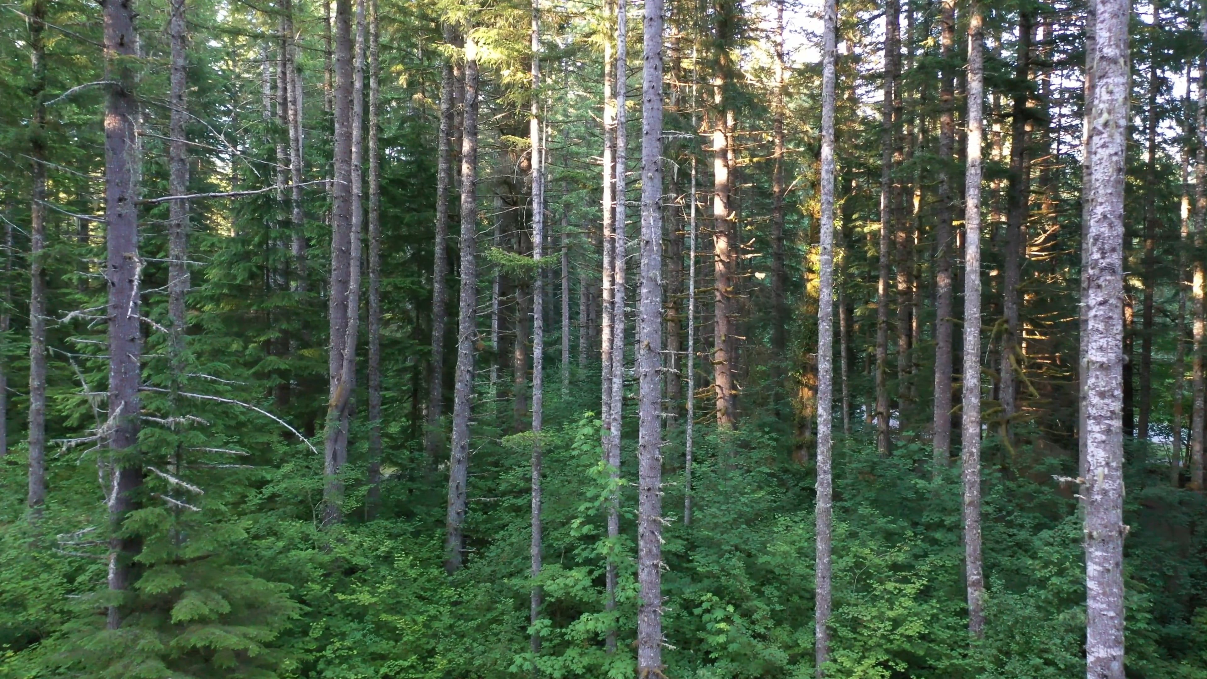 Video by Dean Diemert