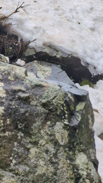 雪蛤视频素材视频素材